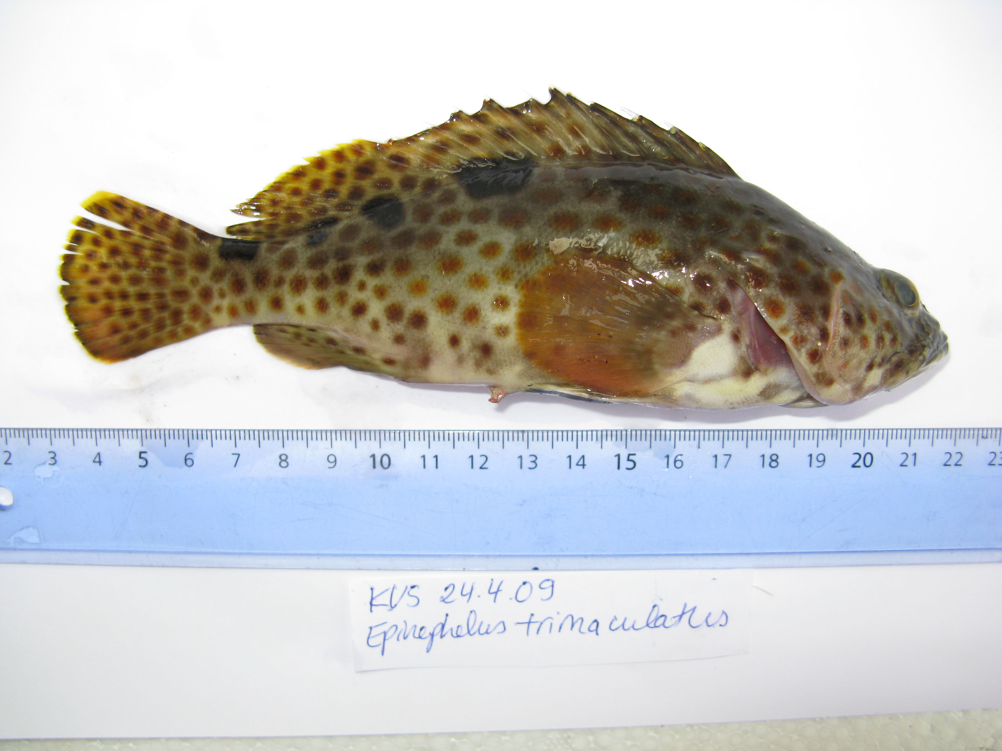 Epinephelus trimaculatus (Valenciennes, 1828)